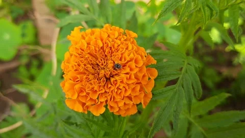 A tiny honey bee collecting and taking honey a marigold flower. Stock Footage 147612376