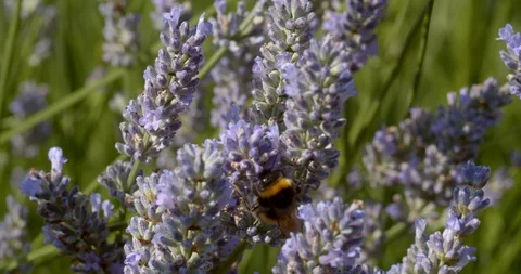 A Tiny Honey Bee Discends into a Lavender Sprig Stock Footage 113150789