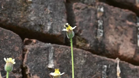 A tiny honey bee sucking the nectar from the Tridax procumbens flower. Stock-Footage 343830378