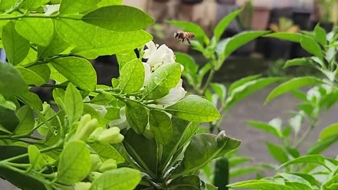Tiny honeybee foraging nectar on fresh green buds in sunny garden broll. Stock Footage 327154114