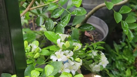 Tiny honeybee foraging nectar on potted jasmine blossoms, garden scene. Stock Footage 327153907