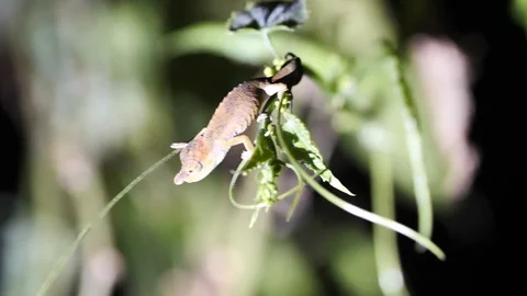 Tiny Horned Chameleon On Branch at Night, Ranomafana Stock Footage 122305535