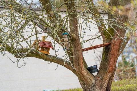 Tiny house perches on tree branch, nestled among bare limbs Stock Photos