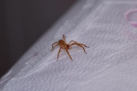 Tiny house spider found on a toilet paper roll. Stock Photos