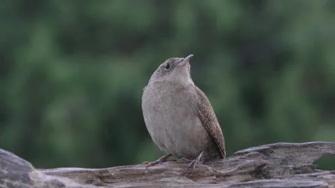 Tiny House Wren Stock Footage 230023745