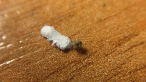 Tiny Household Insect Larva Carrying Dust Case Macro Close Up Stock Footage 121115318