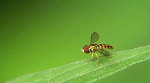 Tiny Hoverfly Stock Footage 24986869
