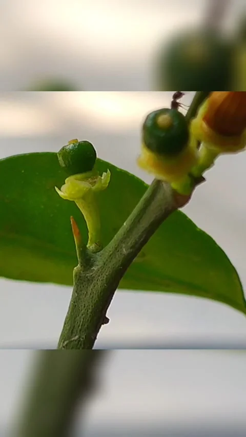 Tiny Hoverfly In The Green World  Stock Footage 249912432