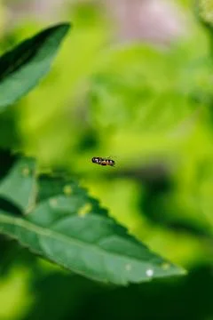 Tiny hoverfly insect frozen in mid-air flight over a green leaf, macro photograp Stock Photos