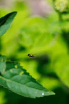 Tiny hoverfly insect frozen in mid-air flight over a green leaf, macro photograp Stock Photos