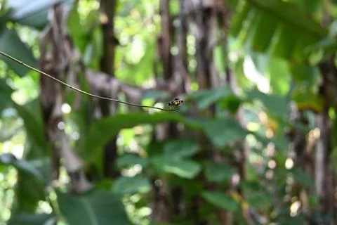 A tiny Hoverfly with red eyes and yellow color sits on the tip of a thin twig Stock Photos