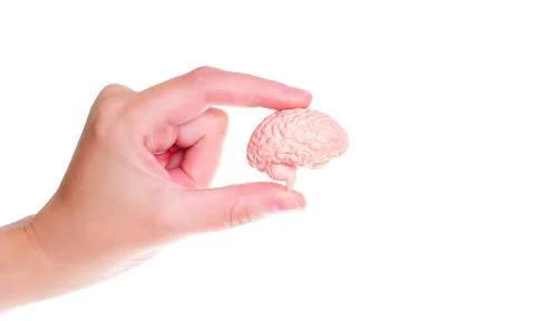 Tiny Human Brain in Hand 스톡 사진
