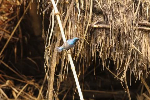 A tiny humming bird with bright blue feathers resting on a bamboo stick. Stock Photos