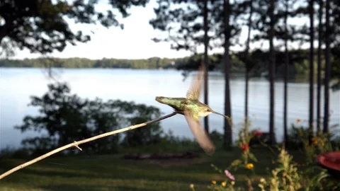 Tiny hummingbird alight from a tiny stick. Stock Footage 123446023