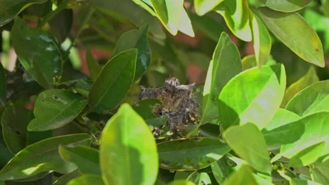 Tiny hummingbird chicks nestled into a nest Stock Footage 329324103