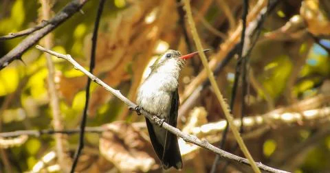 A tiny hummingbird with a distinctive red beak rests on a branch in a vibra.. Stock Photos