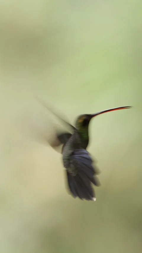 Tiny hummingbird feeding from nectar feeder in slow motion Vidéo 345024174