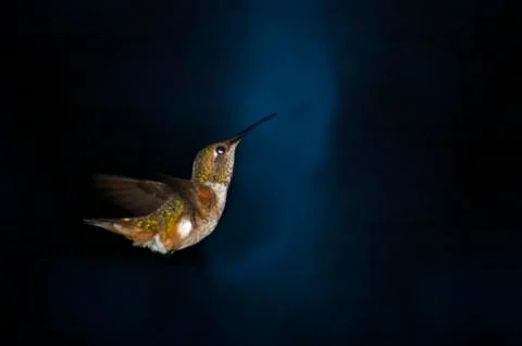 Tiny Hummingbird in flight to the feeder at twilight Foto stock