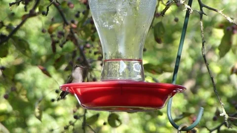 Tiny Hummingbird in Handmade Nest – Animated Wildlife Clip Video stock 307468662