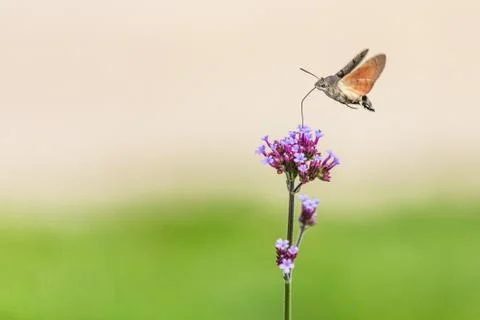Tiny Hummingbird hawk-moth buzzing around purple flowers sampling nectar. Stock Photos