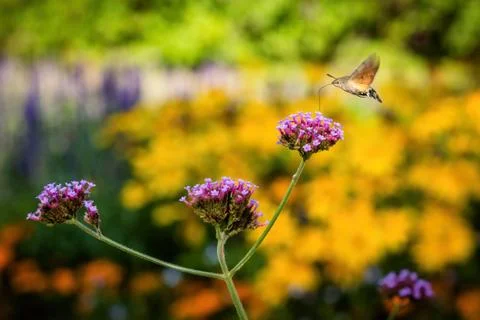 Tiny Hummingbird hawk-moth buzzing around violet flowers Stock Photos