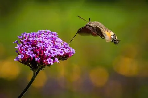 Tiny Hummingbird hawk-moth buzzing around violet flowers Stock Photos