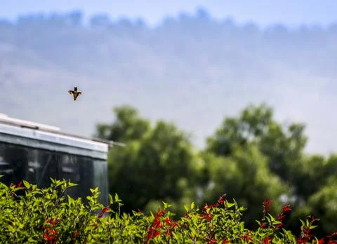 Tiny hummingbird hovers mid-air near red flowers and lush green foliage Fotos de archivo