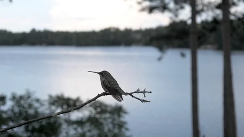 Tiny hummingbird lands a perch to stare at the lake then fly away. Video stock 91458958