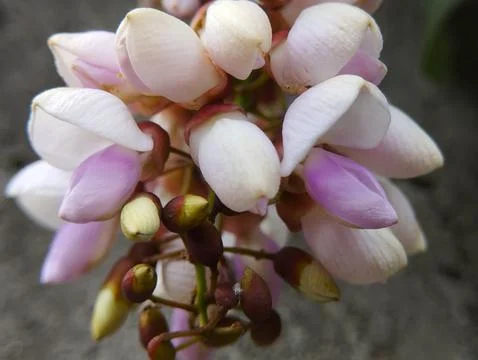 A Tiny Hunter Hideaway in Indian Beech Blossoms Stock Photos