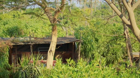 Tiny hut hides in the depth of a lush tropical forest. Video stock 307350250