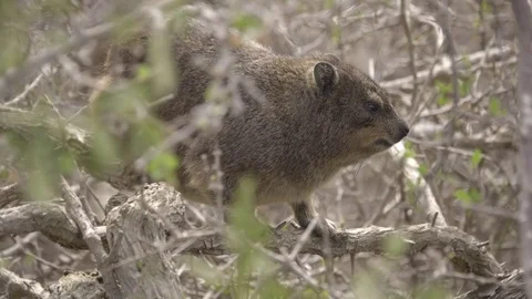Tiny Hyrax a relative of Elephants Stock Footage 83958000
