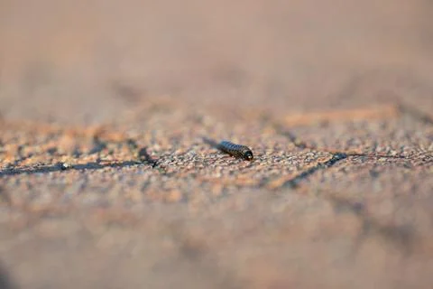 Tiny insect crawling across textured sidewalk. 写真素材