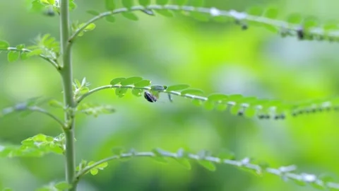 Tiny Insect Crawling Along Tropical Stem Stockbeeldmateriaal 334641862