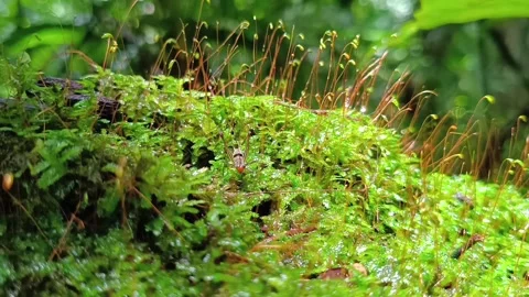 Tiny Insect Crawling on Green Moss Surface in Close-up View Stockbeeldmateriaal 332209309