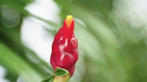 Tiny Insect Crawling on Red Button Ginger Inflorescence Stock Footage 344189369