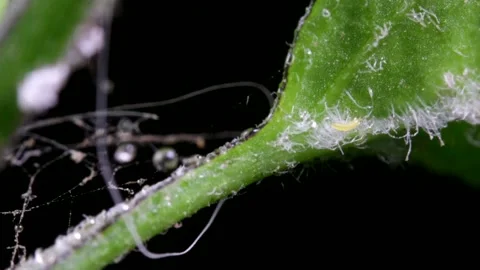 Tiny insect crawling through the trichomes of chili pepper leave Stock-Footage 135690675