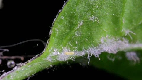 Tiny insect crawling through the trichomes of chili pepper leave Stock-Footage 135690677