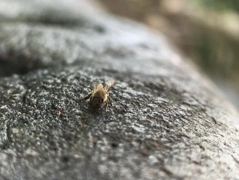 Tiny insect crawls over rough, gray stone surface Stock Photos