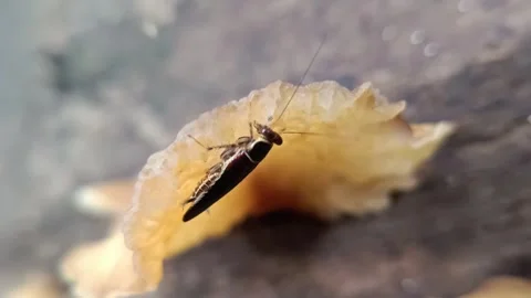 Tiny Insect Eating White Fungus – Macro Wildlife Interaction in Forest Vidéo 333691010
