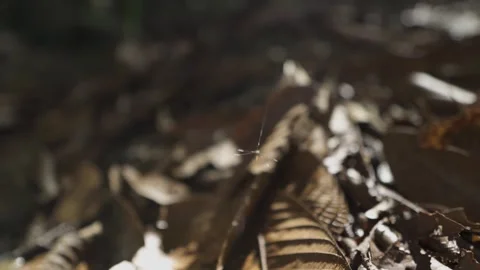Tiny Insect on Fallen Leaves Vídeos de archivo 306122785