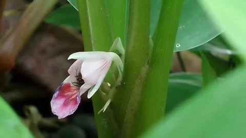 Tiny Insect Feeding Inside Pink Fingerroot Flower Boesenbergia Rotunda In Nature Stock Footage 342579998