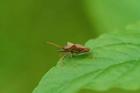 A tiny insect on a green leaf, in a closeup wildlife shot Stock Photos