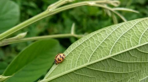 Tiny insect on the green leaf. lady bug on the leaf. Stock Photos