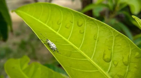 Tiny insect on the green leaf Stock Photos