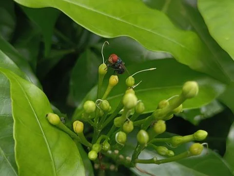 Tiny insect on green plant buds Stock Photos