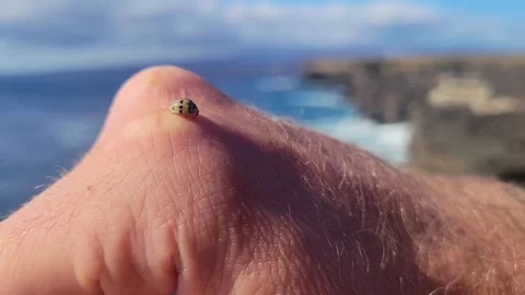 Tiny insect on hand with dramatic ocean cliffs in background Stock Footage 307891031