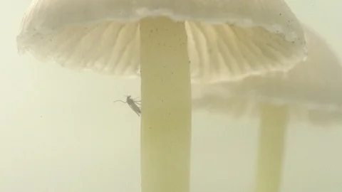 Tiny insect hanging on during a Mushroom hurricane, funny nature 動画素材 95011707