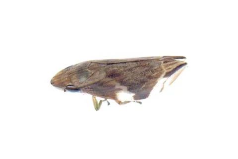 Tiny insect leafhopper Stock Photos
