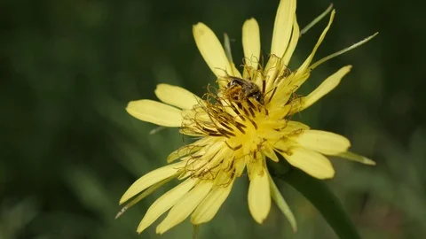 Tiny insect on meadow salsify yellow flower shallow DOF Stock Footage 76648225