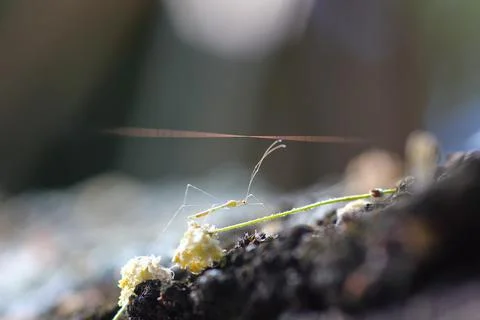 Tiny Insect Nymph Navigating Across Tree Bark (Phasmatodea sp.) Stock Photos